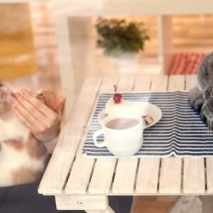 Join hands in making stray cats happy at Luqa's Cat Cafe