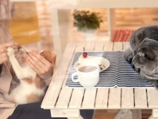 Join hands in making stray cats happy at Luqa's Cat Cafe