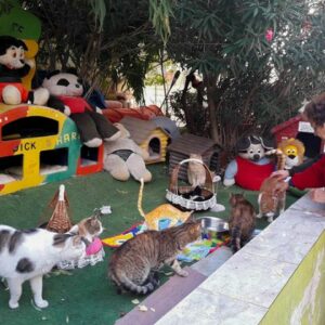 I want to help reorganize the cat village at Fra Diego Home!