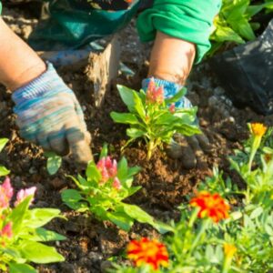 I want to help in caring for the green space at Dar Sagra Famiglia in Zabbar!