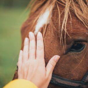 I wanna help rescued horses stay active at RMJ Horse Rescue Centre