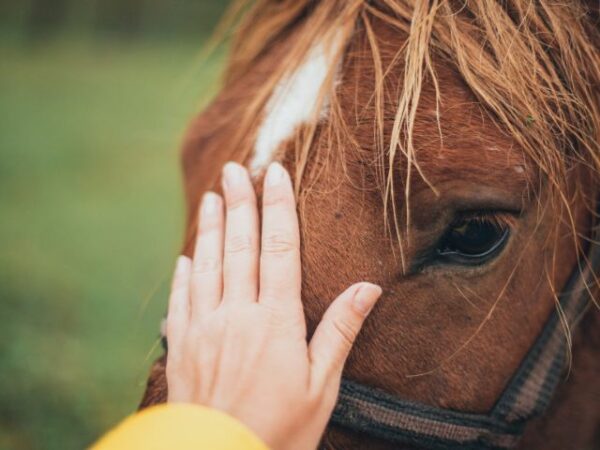 I wanna help rescued horses stay active at RMJ Horse Rescue Centre