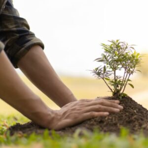 I wanna help in planting trees with Grow10Trees in Birkirkara