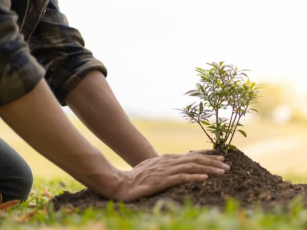I wanna help in planting trees with Grow10Trees in Birkirkara
