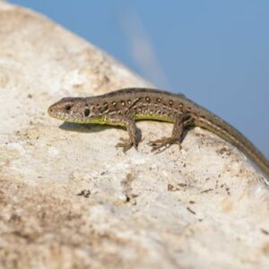Join Us in Protecting Malta’s Wildlife!