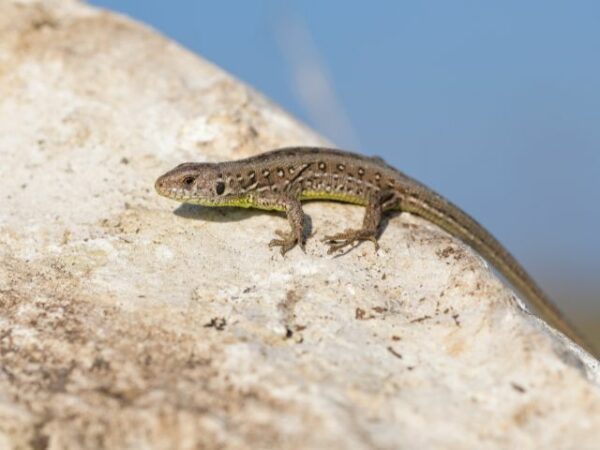 Join Us in Protecting Malta’s Wildlife!