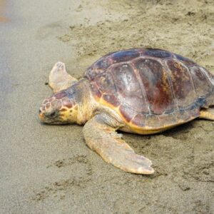 I wish to protect turtles with Nature Trust on Malta’s sunny beaches