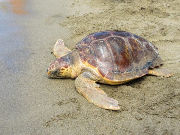 I wish to protect turtles with Nature Trust on Malta’s sunny beaches