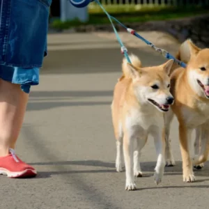 I would like to walk and care for rescued dogs at AAA