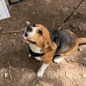 I can volunteer once a week at Noah’s Ark Dog Sanctuary to support with general tasks such as cleaning, feeding, or walking the dogs